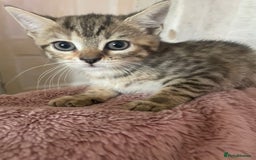 Bengal cats for sale: Beagle cross  - Image 3