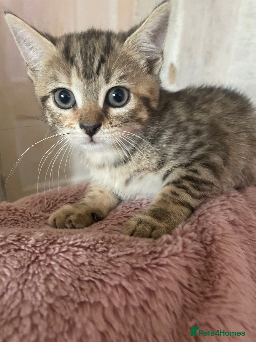 Bengal cats for sale: Beagle cross  - Image 3