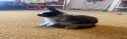 Netherland Dwarf rabbits for sale: Netherland Dwarth Rabbit  - Advert 2