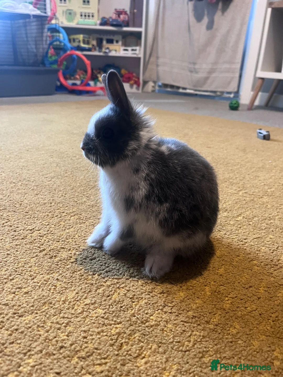 Netherland Dwarf rabbits for sale: Netherland Dwarth Rabbit  - Advert 2