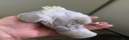 Ringnecks birds for sale: Hand-Reared Baby Indian Ringnecks for Sale  - Advert 2