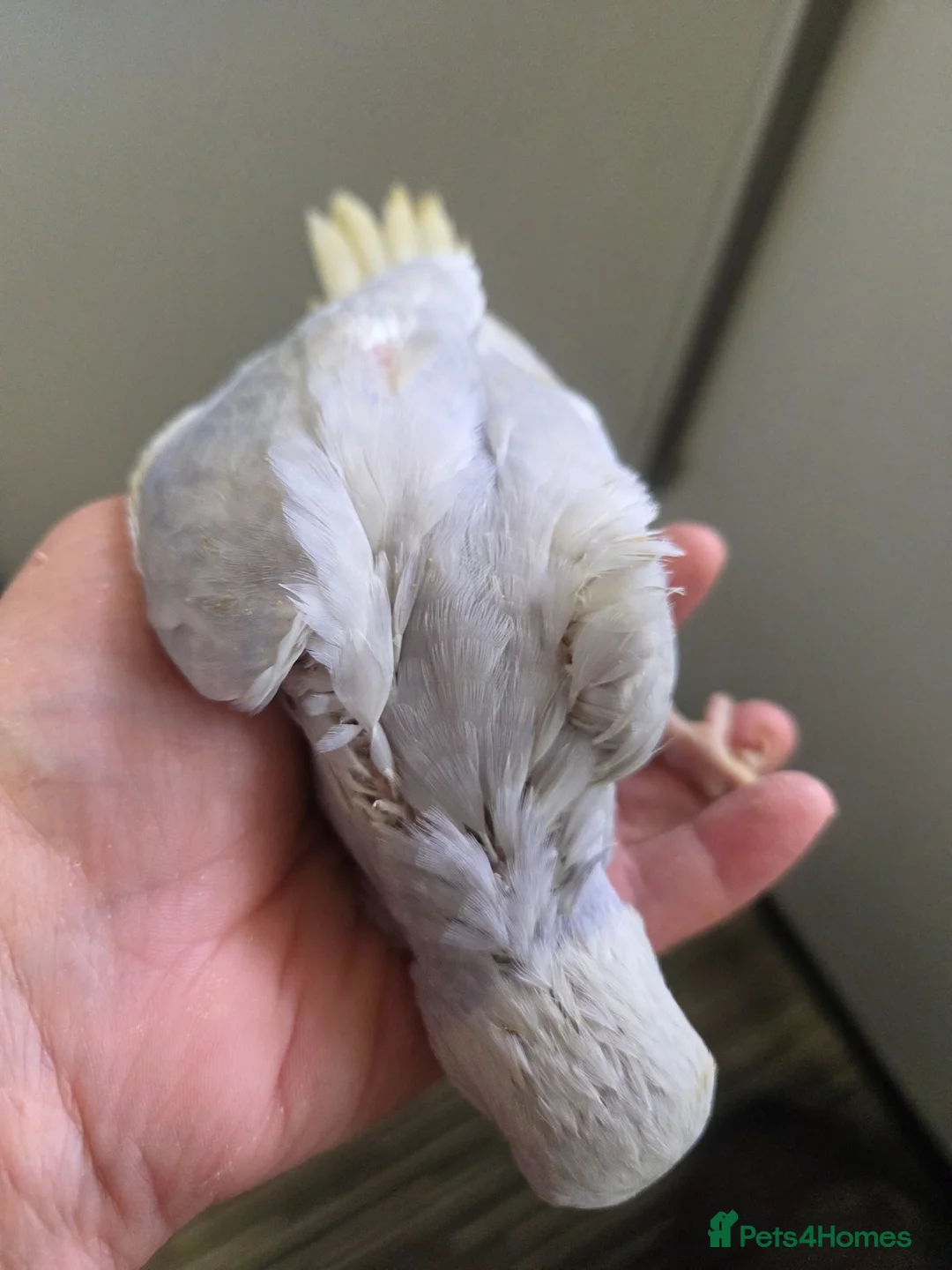 Ringnecks birds for sale: Hand-Reared Baby Indian Ringnecks for Sale  - Advert 2