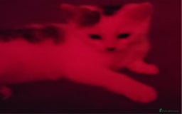 Mixed Breed cats for sale: Gorgeous Harlequin X Tabby Girls in Southport - Image 11