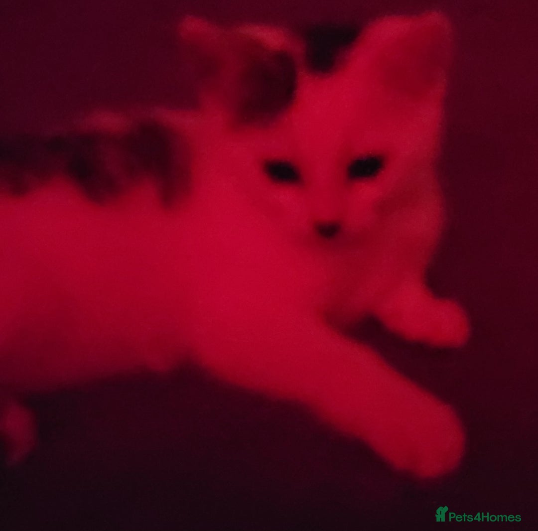 Mixed Breed cats for sale: Gorgeous Harlequin X Tabby Girls in Southport - Image 11