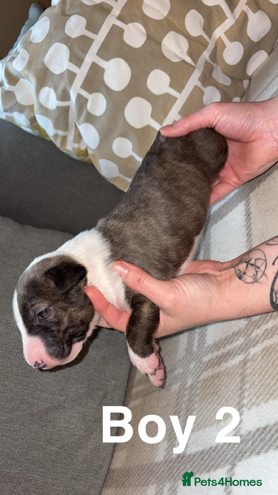 English Bull Terrier dogs for sale: KC registered English Bull Terrier Puppies - Advert 9