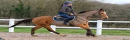 British Warmblood horses for sale: Ideal project / summer fun / blank canvas  - Advert 1