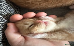 Scottish Fold cats for sale: Scottish fold/straight babies - Image 14