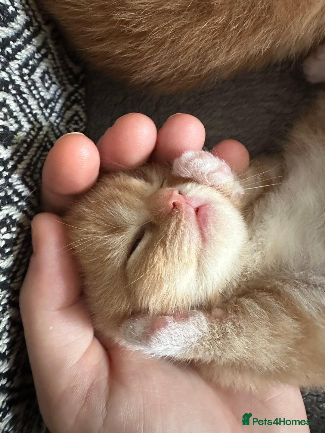 Scottish Fold cats for sale: Scottish fold/straight babies - Image 14