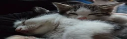 Mixed Breed cats for sale: Male kitten for sale - Advert 4