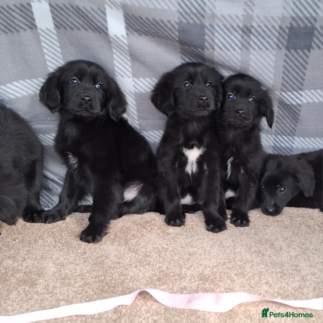 Mixed Breed dogs for sale: flat coated retriever x golden retriever puppies. - Advert 4