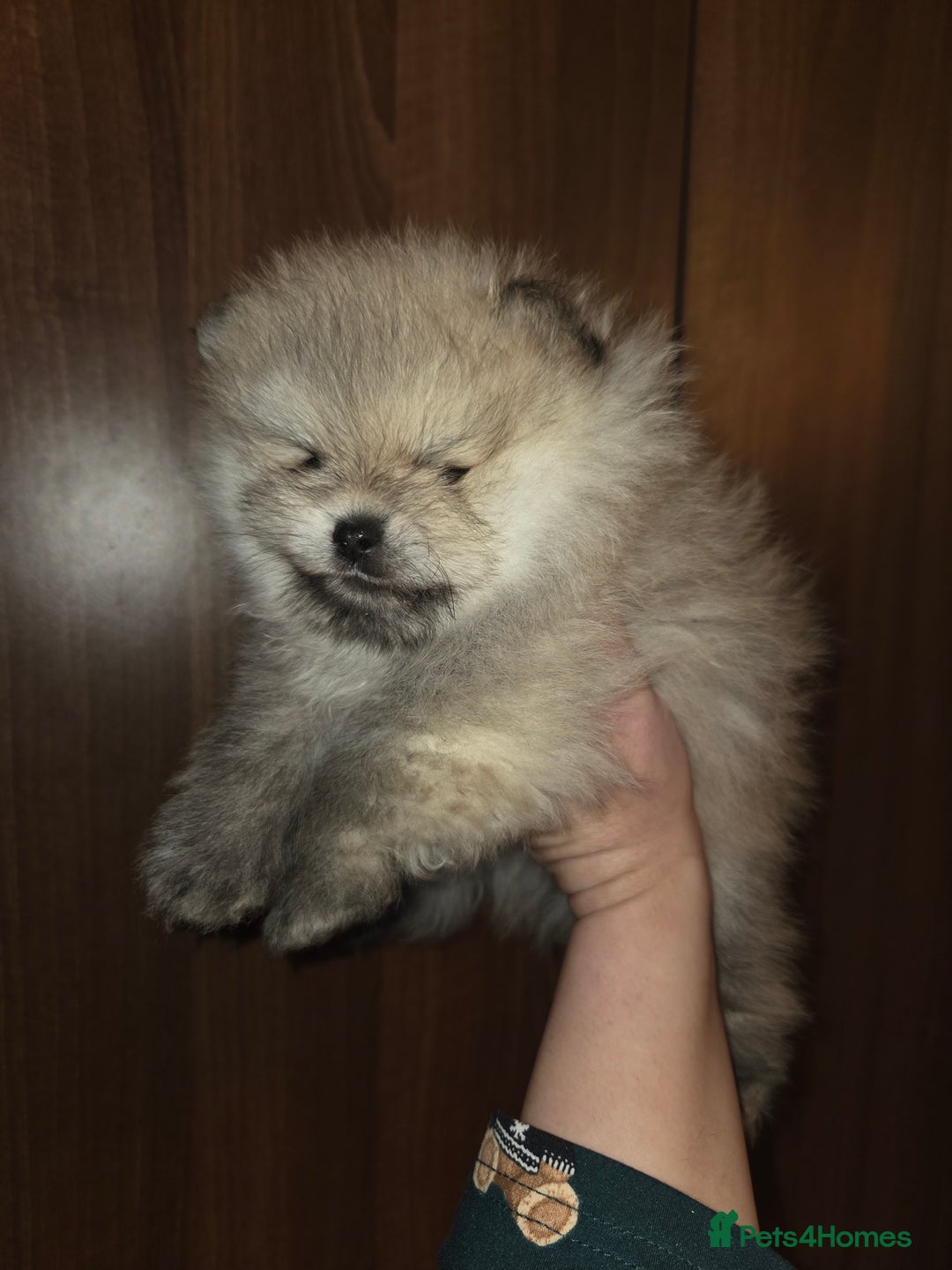 Pomeranian dogs for sale: Beautiful KC cream sable boy- champion bloodlines - Advert 2