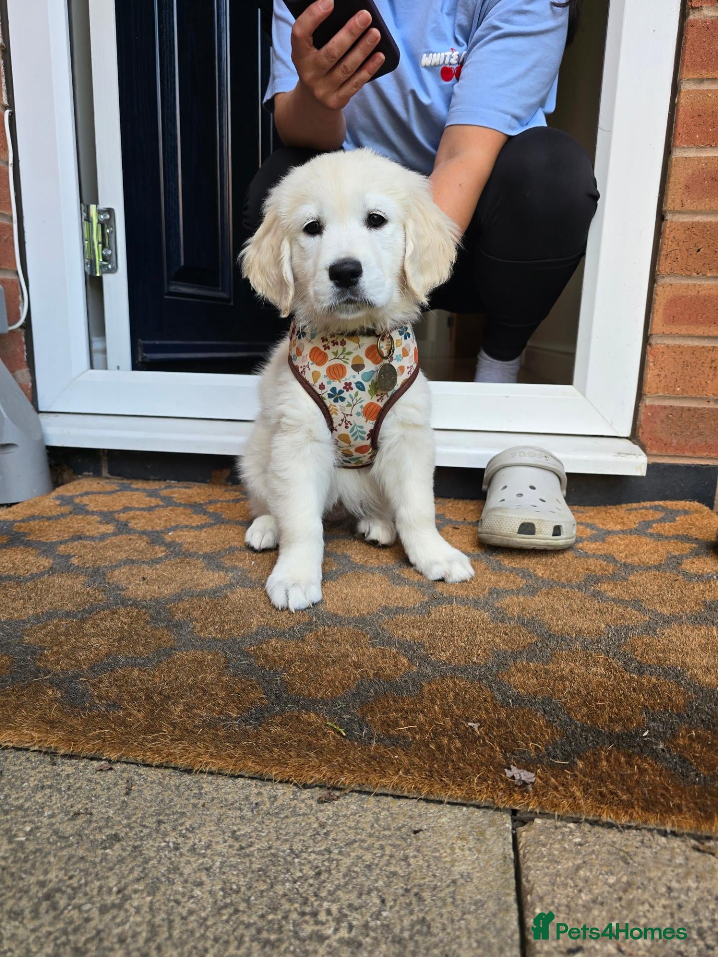 Golden Retriever dogs Beautiful Female Golden Retriever 13 weeks - Advert 2