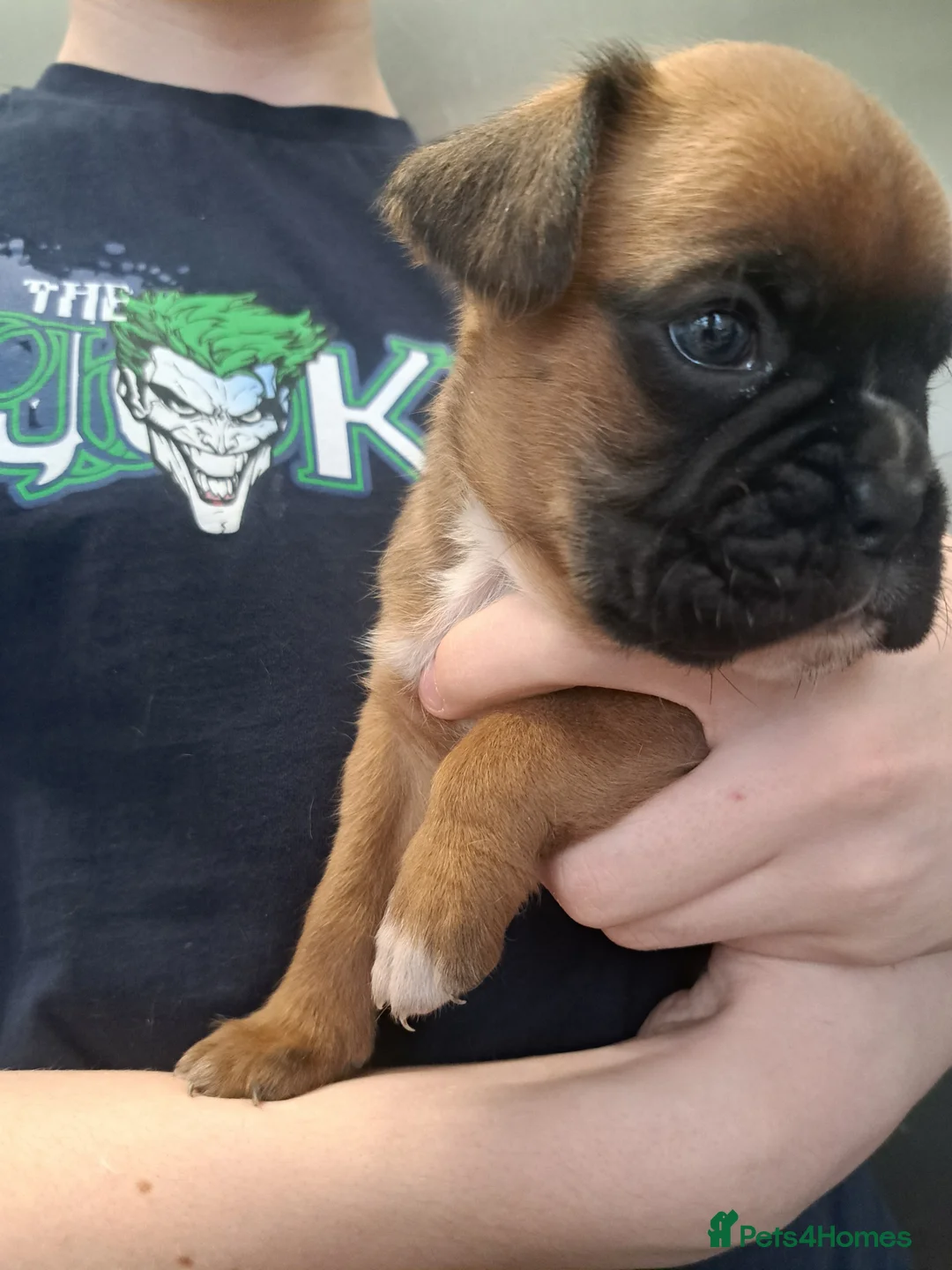 Boxer dogs for sale: Five Boxer Puppies For Sale  in Uxbridge - Advert 9