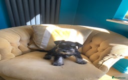 Miniature Schnauzer dogs for sale: Mrs Christiane Harrison  - Image 6