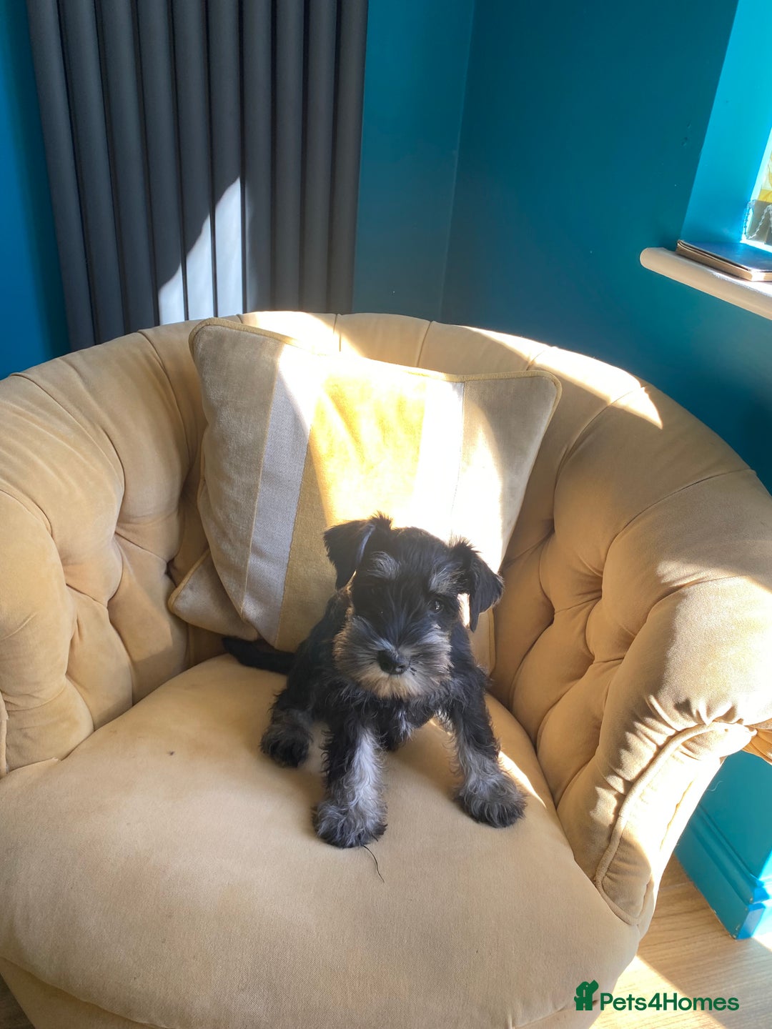 Miniature Schnauzer dogs for sale: Mrs Christiane Harrison  - Image 6