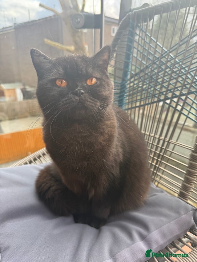 British Shorthair cats British Shorthair Black female - Advert 9