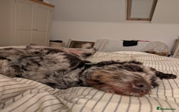 Labradoodle dogs for sale: Meet Elton – Our Beautiful Labradoodle  - Image 10