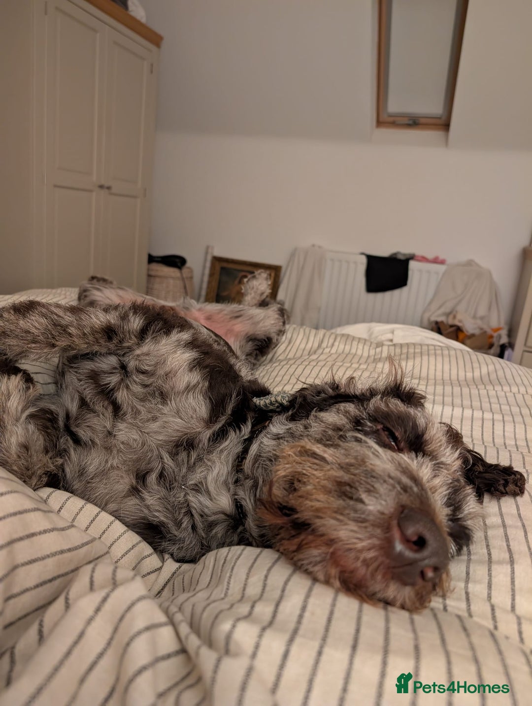 Labradoodle dogs for sale: Meet Elton – Our Beautiful Labradoodle  - Image 10