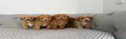 Labradoodle dogs for sale: Extensively DNA  ToY/mini labradoodle parents DNA  - Advert 8