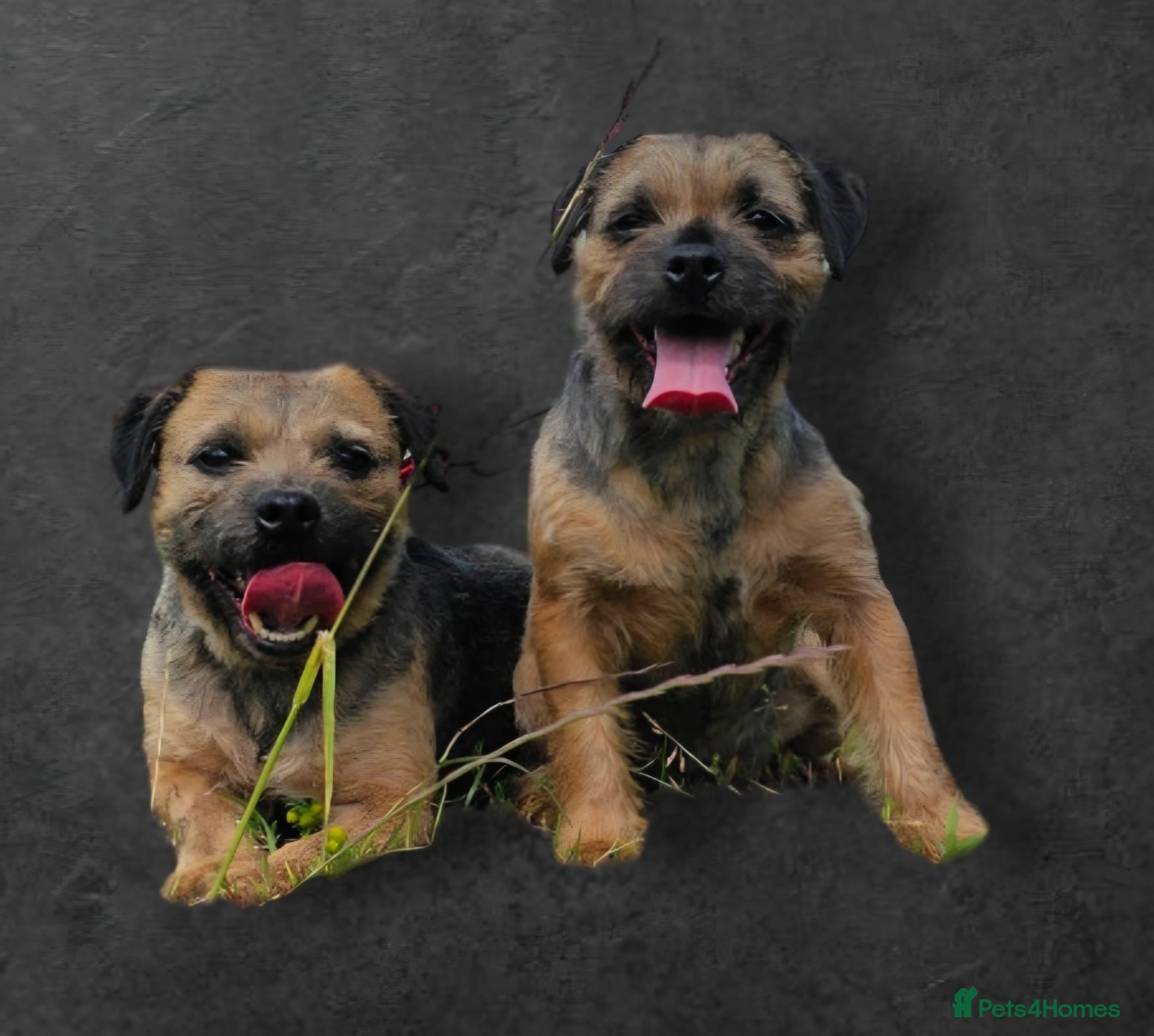 Border Terrier dogs KC REGISTERED BORDER TERRIER PUPS - Advert 2