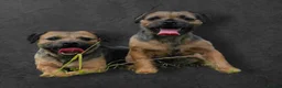 Border Terrier dogs for sale: KC REGISTERED BORDER TERRIER PUPS in Hamilton - Advert 6