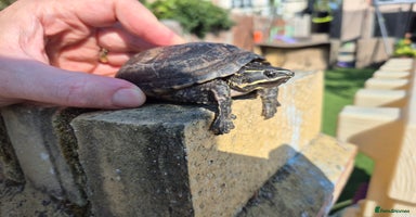 Turtle reptiles - Advert 10