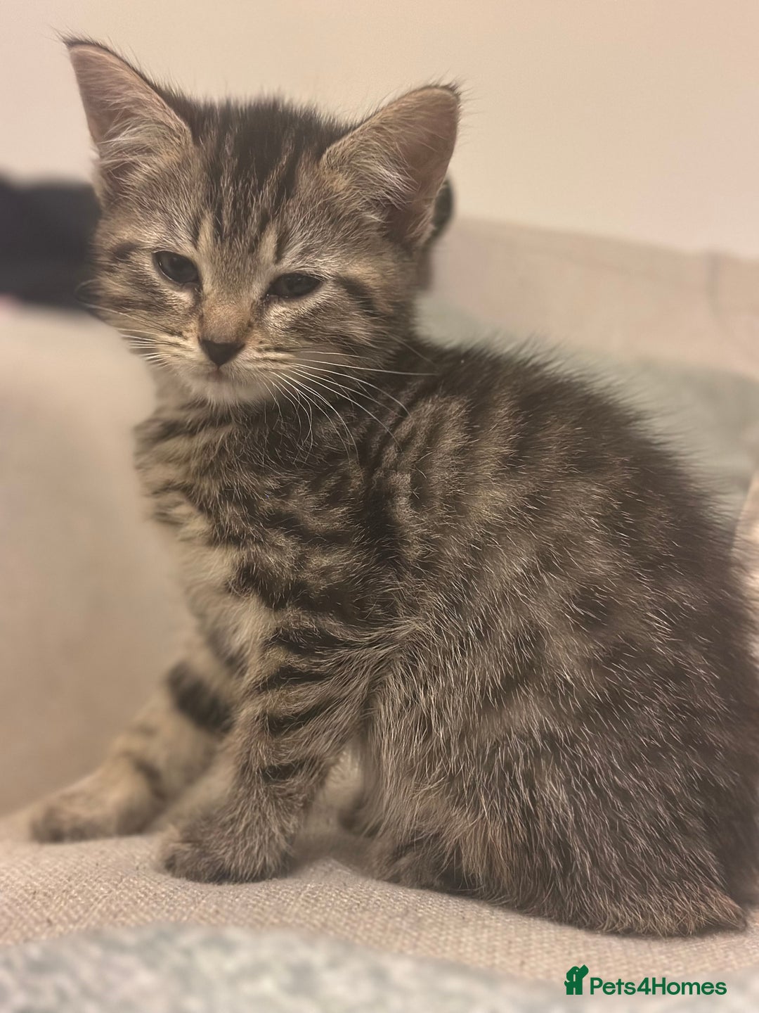 Mixed Breed cats for sale: Persian mixed bread kittens  - Advert 8