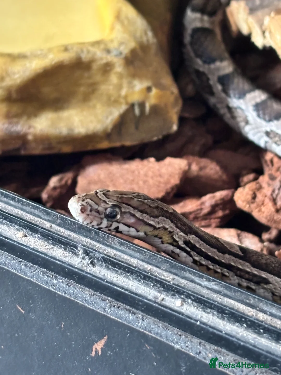 Corn Snake reptiles for sale: Corn snake  - Advert 12