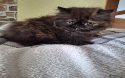 Persian cats for sale: 💗2 Boys and 1 Girl 💗 - Image 14
