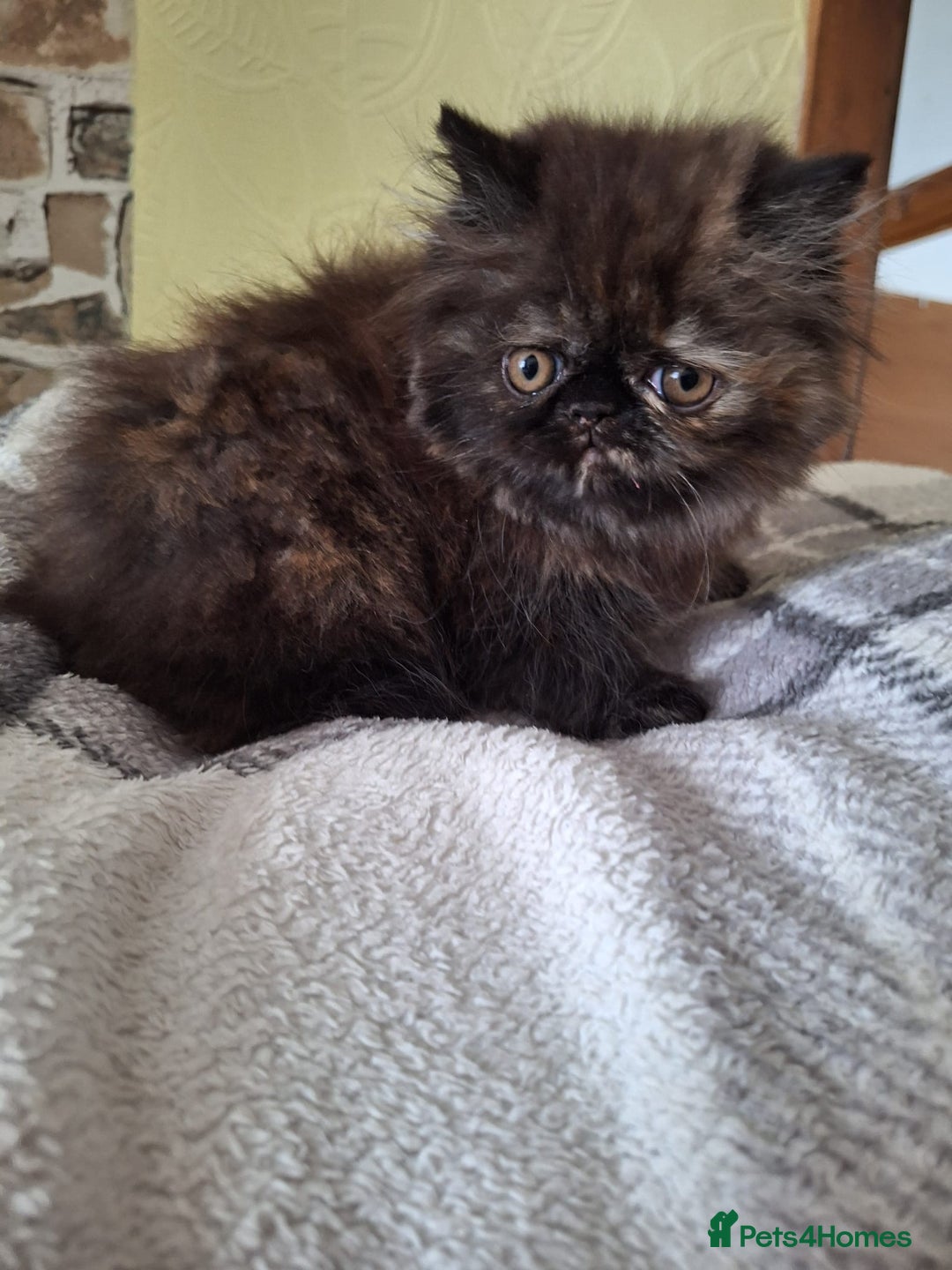 Persian cats for sale: 💗2 Boys and 1 Girl 💗 - Image 14