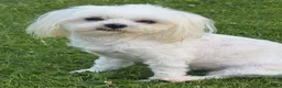 Maltese dogs for sale: 2 GORGEOUS MALTESE GIRLS - Advert 6