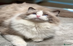 Ragdoll cats for stud: 5 Pedigree TICA European Famous R-Bloodline  in London - Image 14