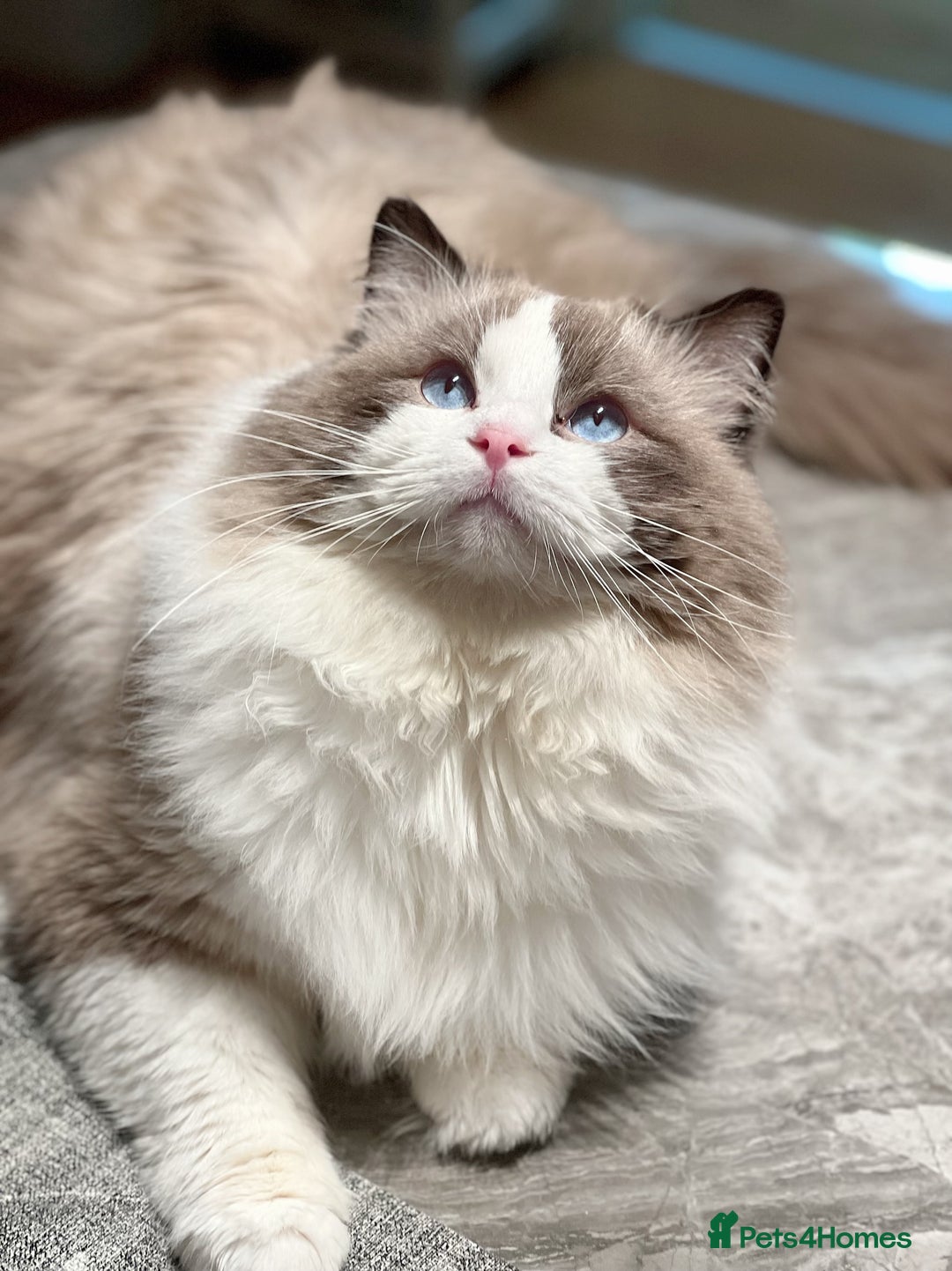 Ragdoll cats for stud: 5 Pedigree TICA European Famous R-Bloodline  in London - Image 14