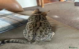Mixed Breed cats for sale: Bengal x Bombay - kitten  - Image 7