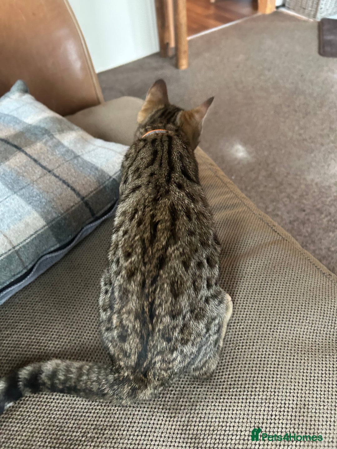 Mixed Breed cats for sale: Bengal x Bombay - kitten  - Image 7