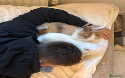 Lionhead rabbits for sale: two friendly rabbits  with a pen,accessories etc  - Image 1