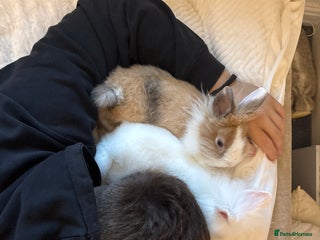 Lionhead rabbits two friendly rabbits with a pen,accessories etc - Advert 17