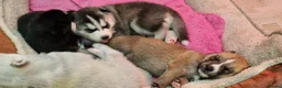 Siberian Husky dogs for sale: 5 Boys & 2 Girls Siberian Huskies – 8 Weeks Old - Advert 14