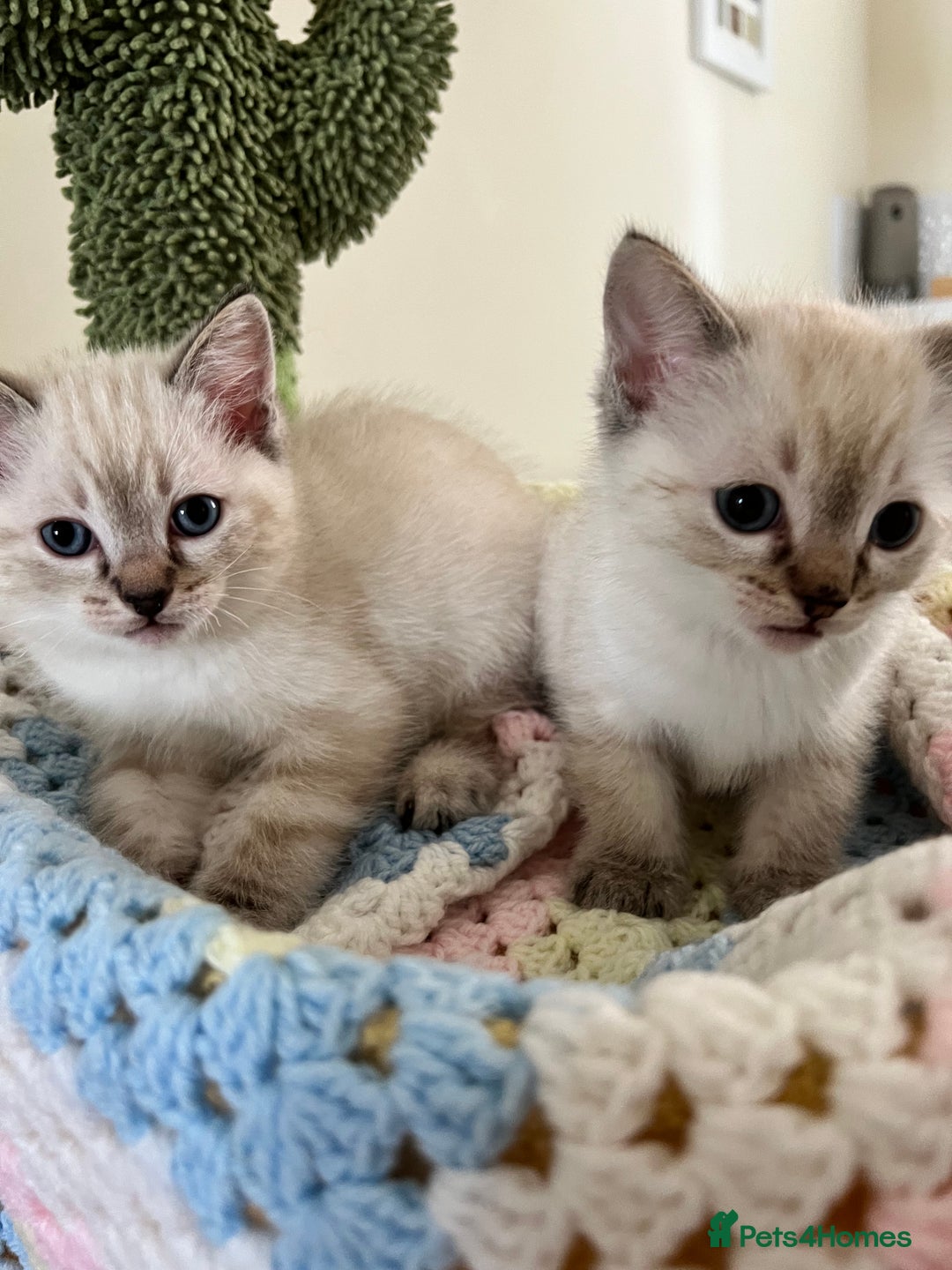 Ragdoll cats for sale: Pure Ragdoll Boys – Raised with Mum in Family Home - Image 21