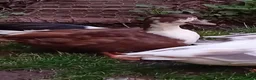 Ducks poultry for sale: 2x Beautiful Bonded Female Call Ducks  - Advert 9