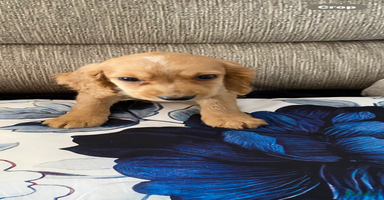 Cocker Spaniel dogs - Advert 13