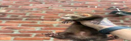 Ferret rodents for sale: Mixture of Jill and hobs in Sunderland - Advert 9