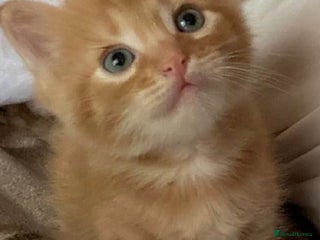 Mixed Breed cats Ginger kittens available - Advert 3