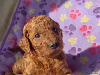 Mini Goldendoodle dogs Stunning Mini Irishdoodle health tested parents - Advert 4