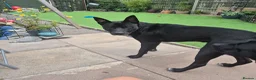 Mixed Breed dogs for sale: Storm in Bedford - Advert 5