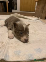 Border Collie dogs - Advert 6