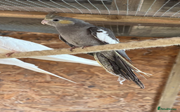 Cockatiels birds for sale: 2 cockatiels  - Image 2