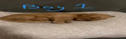 Irish Doodle dogs for sale: F1B Irish doodle puppies   - Advert 21