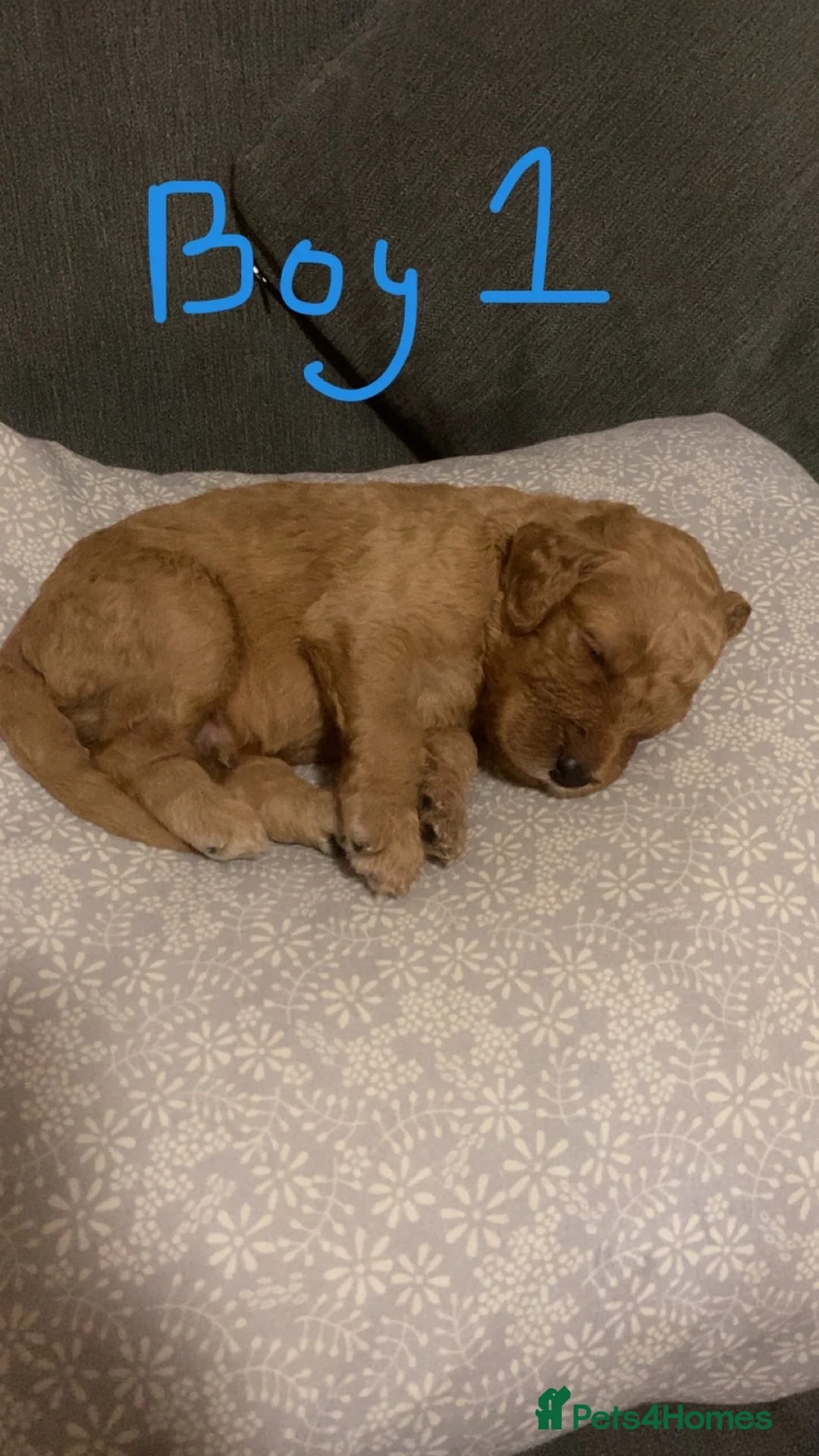 Irish Doodle dogs for sale: F1B Irish doodle puppies   - Advert 21