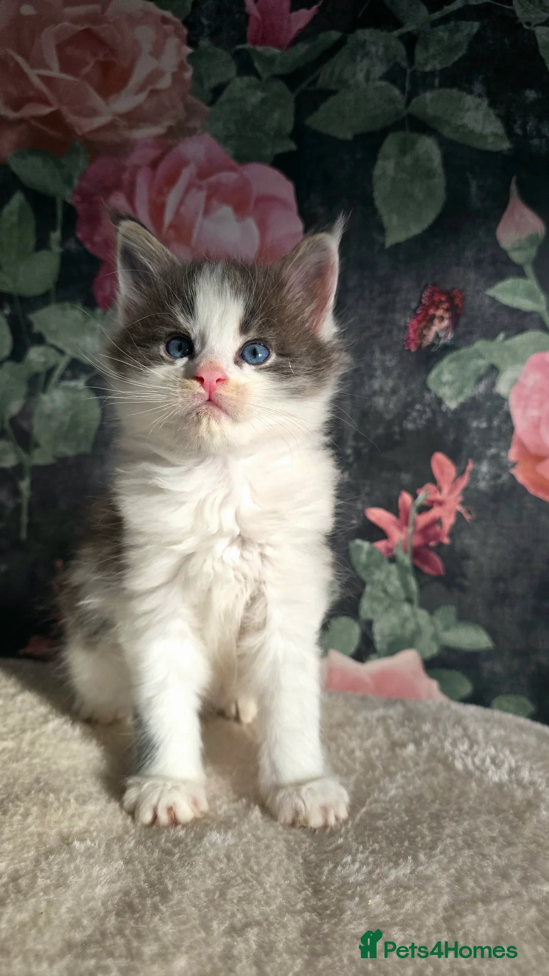 Maine Coon cats for sale: Stunning Maine coons  - Advert 16